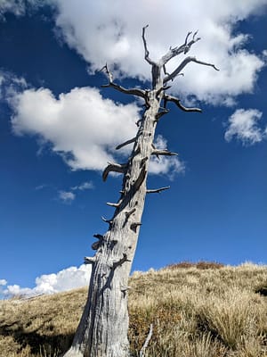 Lobo Peak Trail